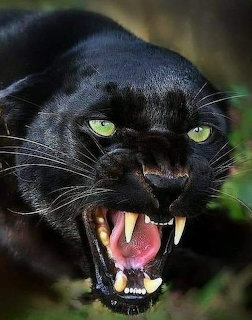 Close-up of a snarling black panther with green eyes and visible fangs