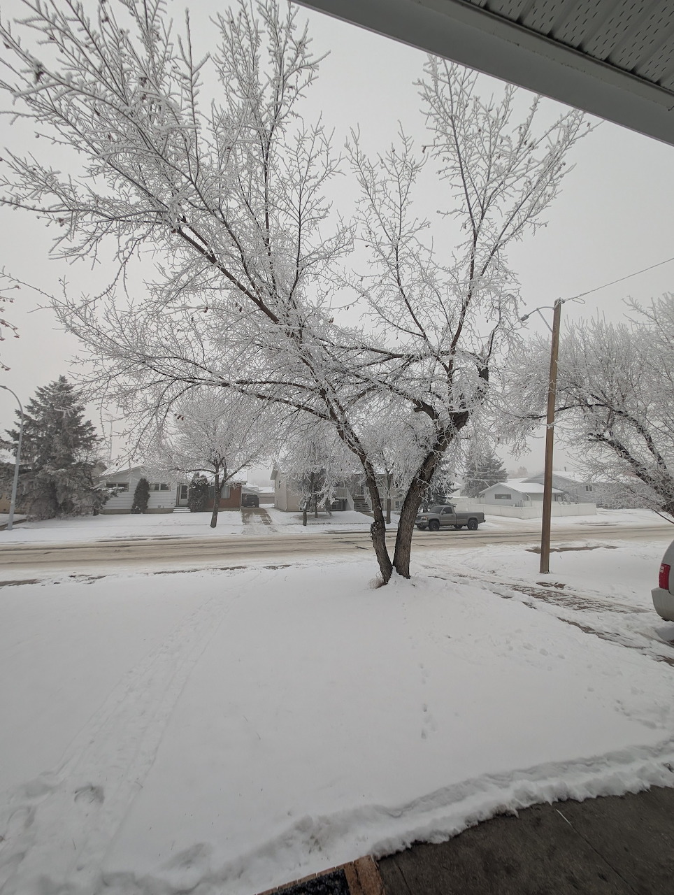 Frost-covered bare tree in a snowy suburban neighborhood on a gray winter day