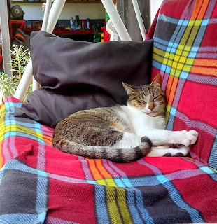 Tabby and white cat sleeping on a colorful plaid-covered swing chair