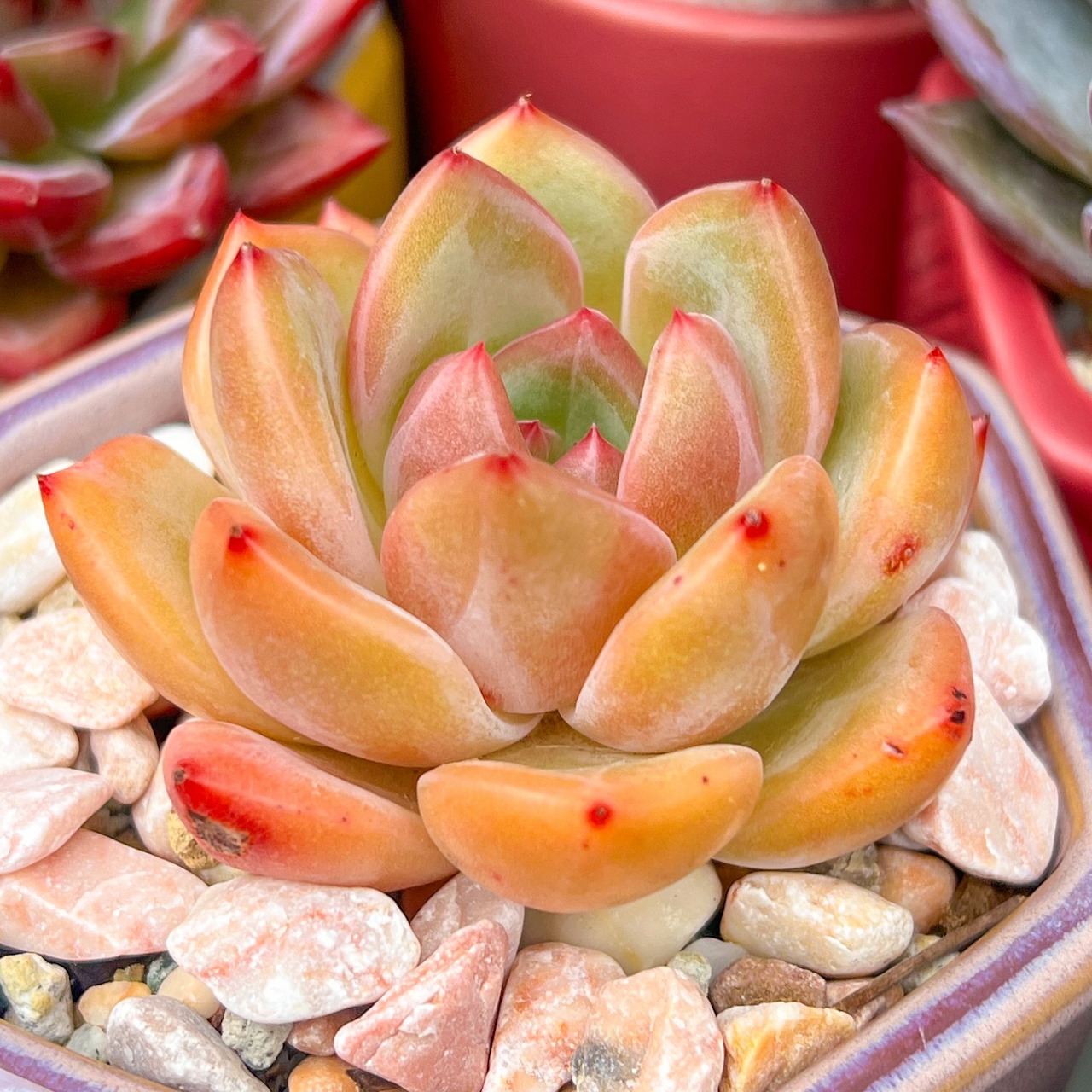 Peach Succulent Plant