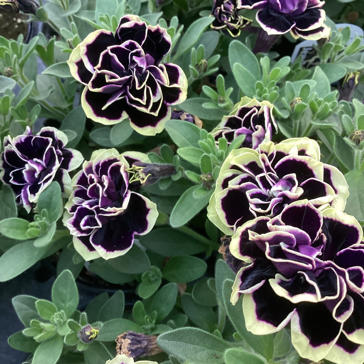 Close-up of purple petunia flowers with pale edges and green foliage