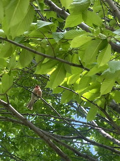 Small finch perched on tree branches among bright green leaves