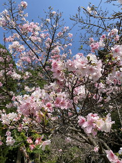 Pink cherry blossom flowers blooming on branches against blue sky