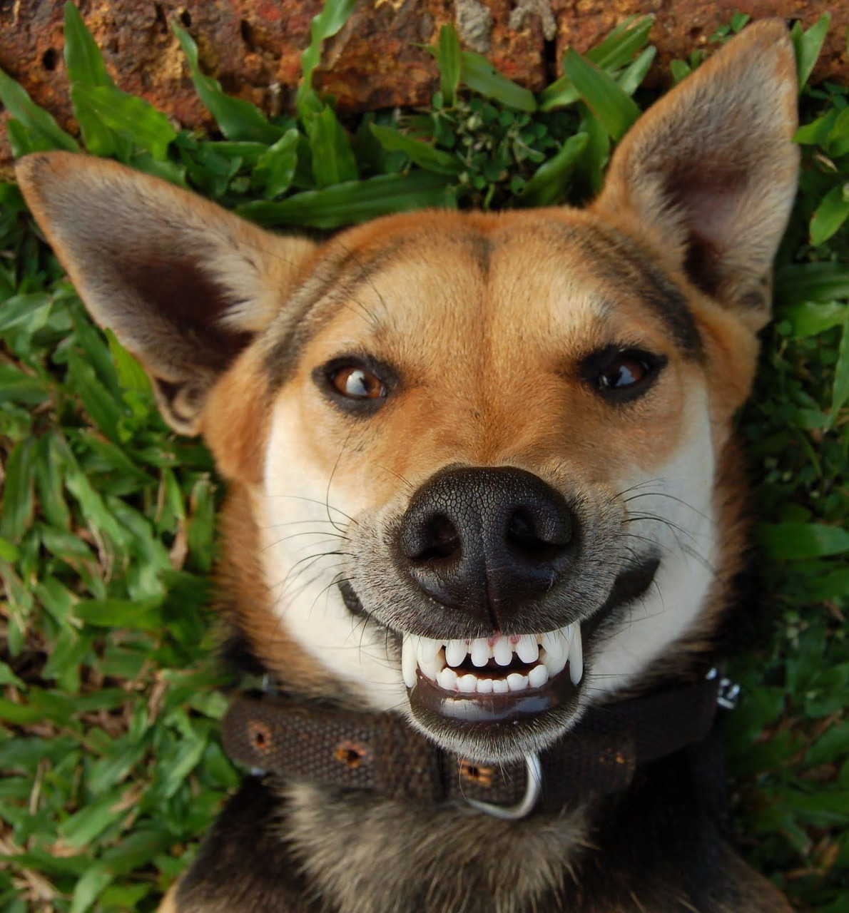 Smiling Shiba Inu Dog