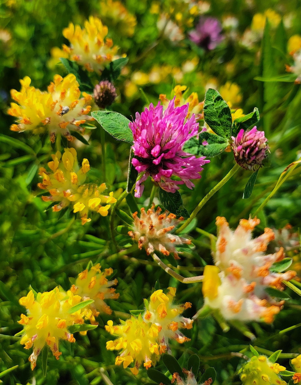 Pink clover and yellow wildflowers in a green meadow