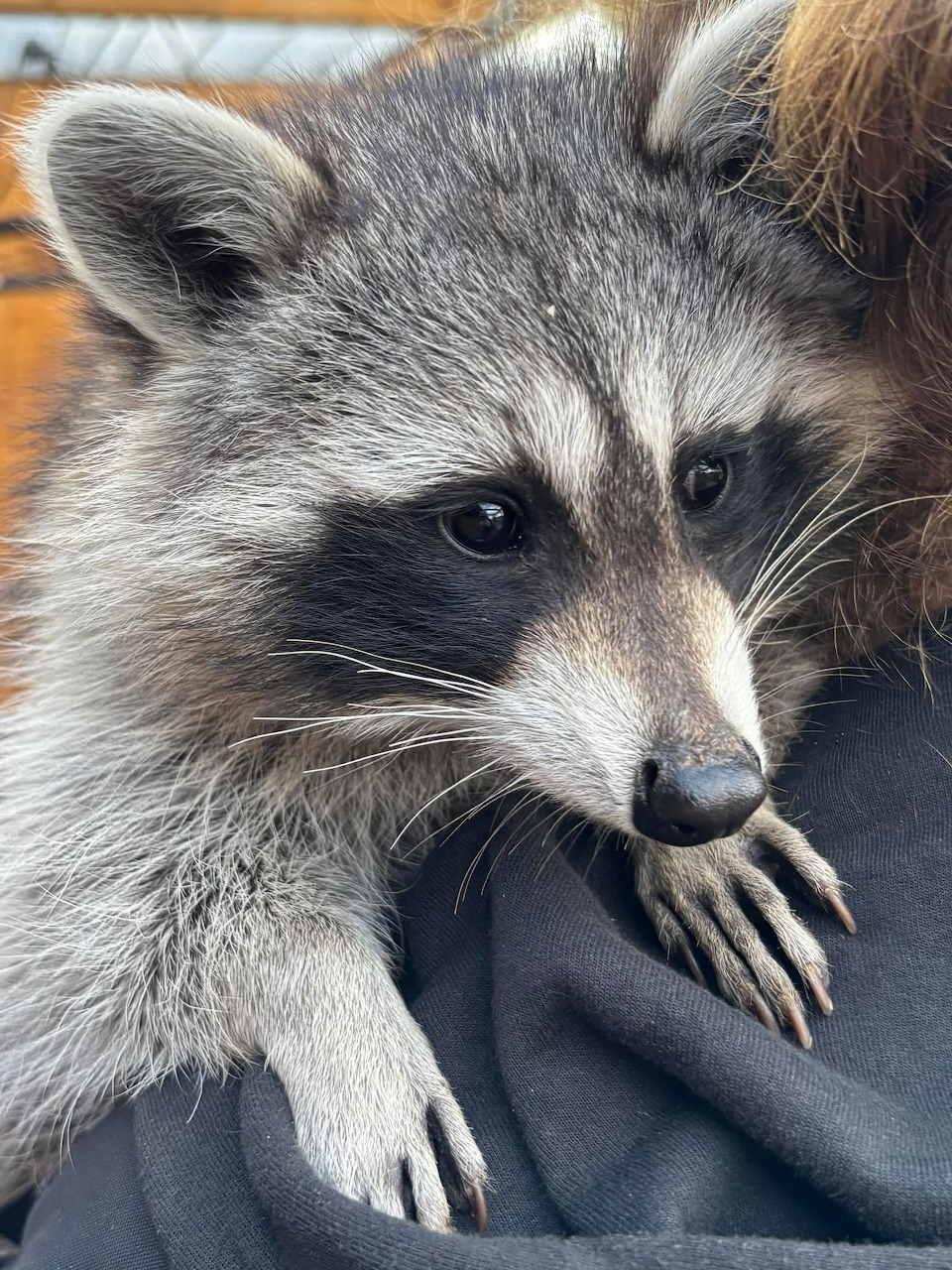 Close-up of a raccoon with its paws on a person's shoulder