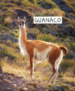 A guanaco standing on a grassy hillside in Patagonia with brown and white fur