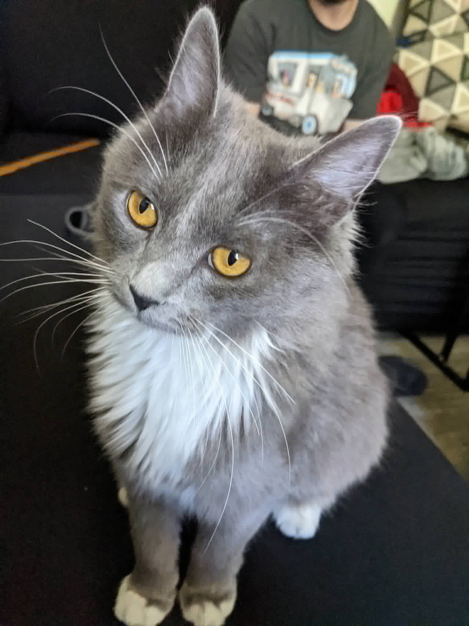Fluffy gray cat with yellow eyes sitting on a dark chair indoors