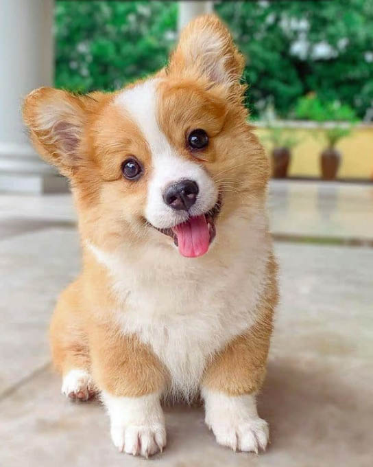 Cute Corgi puppy with orange and white fur sitting and smiling at the camera