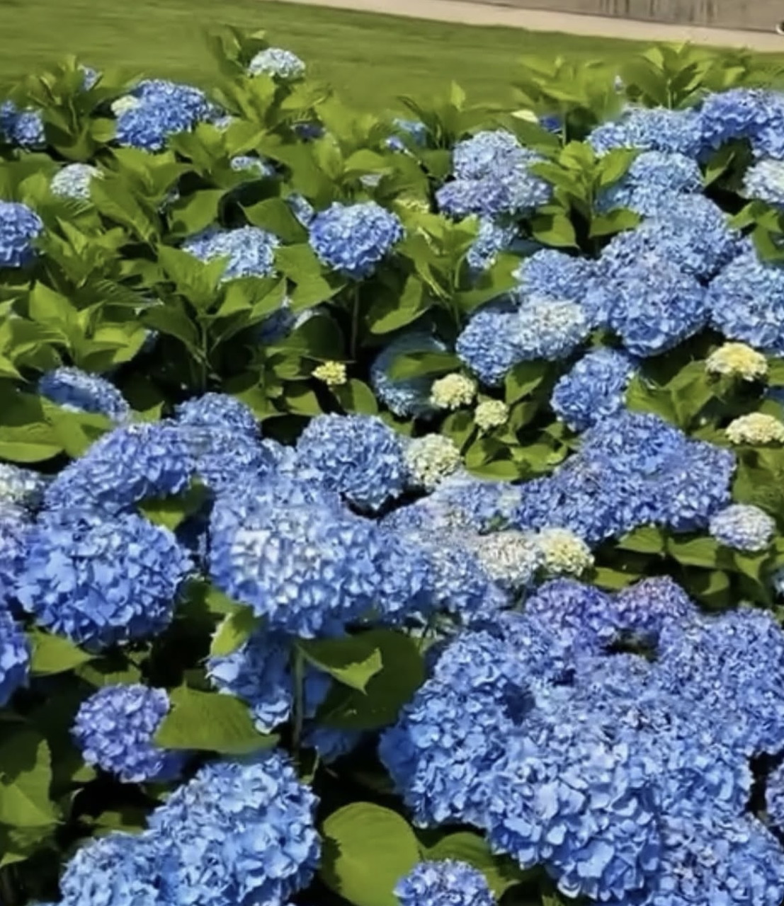 Blue hydrangea flowers blooming among green leaves in a garden bed