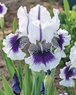 White and purple bearded iris flower with ruffled petals and dark purple veining in a garden setting
