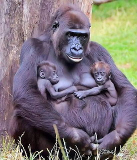 Gorilla & Babies