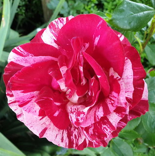 Close-up of a pink and white variegated rose in bloom with green leaves