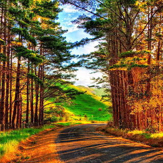 Autumn Forest Road Tunnel