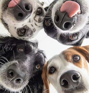 Close-up of four dogs' heads arranged around the frame, looking toward the camera