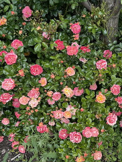 Pink Climbing Roses on Vine