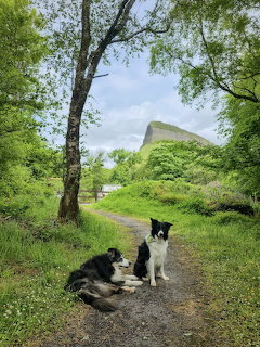 Two border collie dogs sitting on a rural path with mountain backdrop and lush green trees