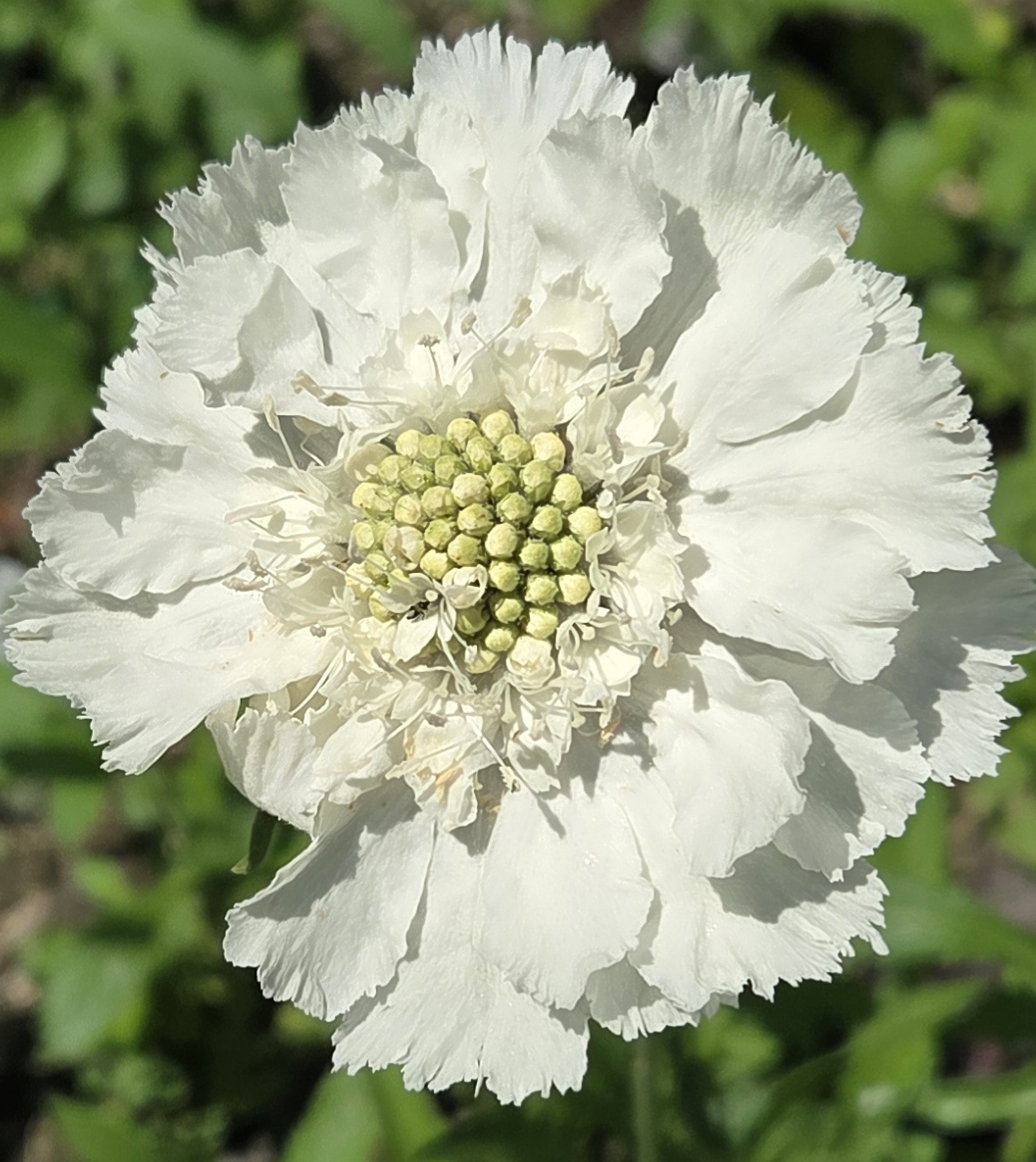 White Scabiosa flower with ruffled petals and green seed center against a blurred green background