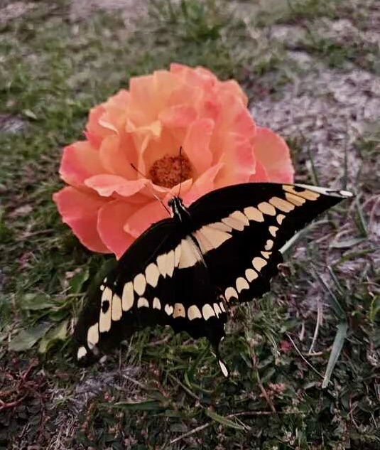 Giant swallowtail butterfly perched on a peach rose on grassy ground