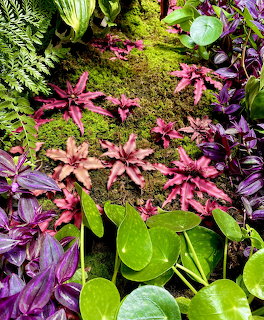 Earth Star Bromeliads Garden