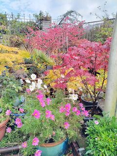 Autumn Garden Flowers