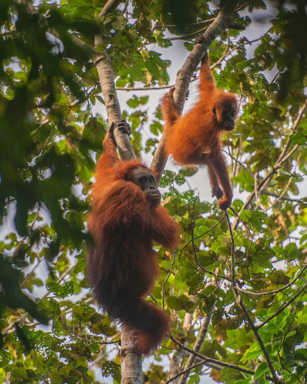 Two orangutans climbing trees in a dense green forest canopy