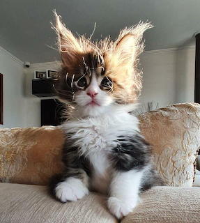 Fluffy kitten with wild, unkempt fur sitting on a beige couch