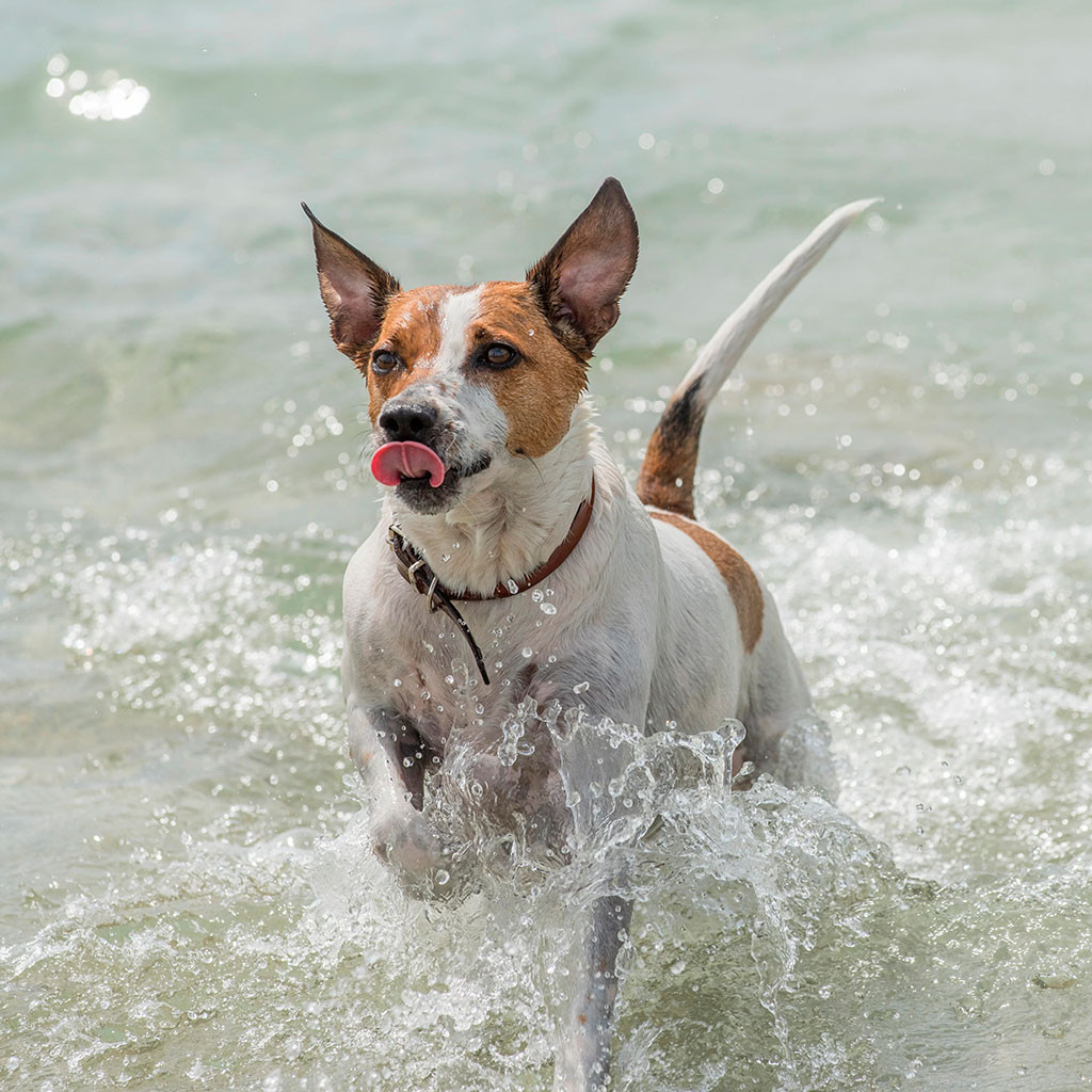 Brown and white dog running through ocean waves with water splashing around