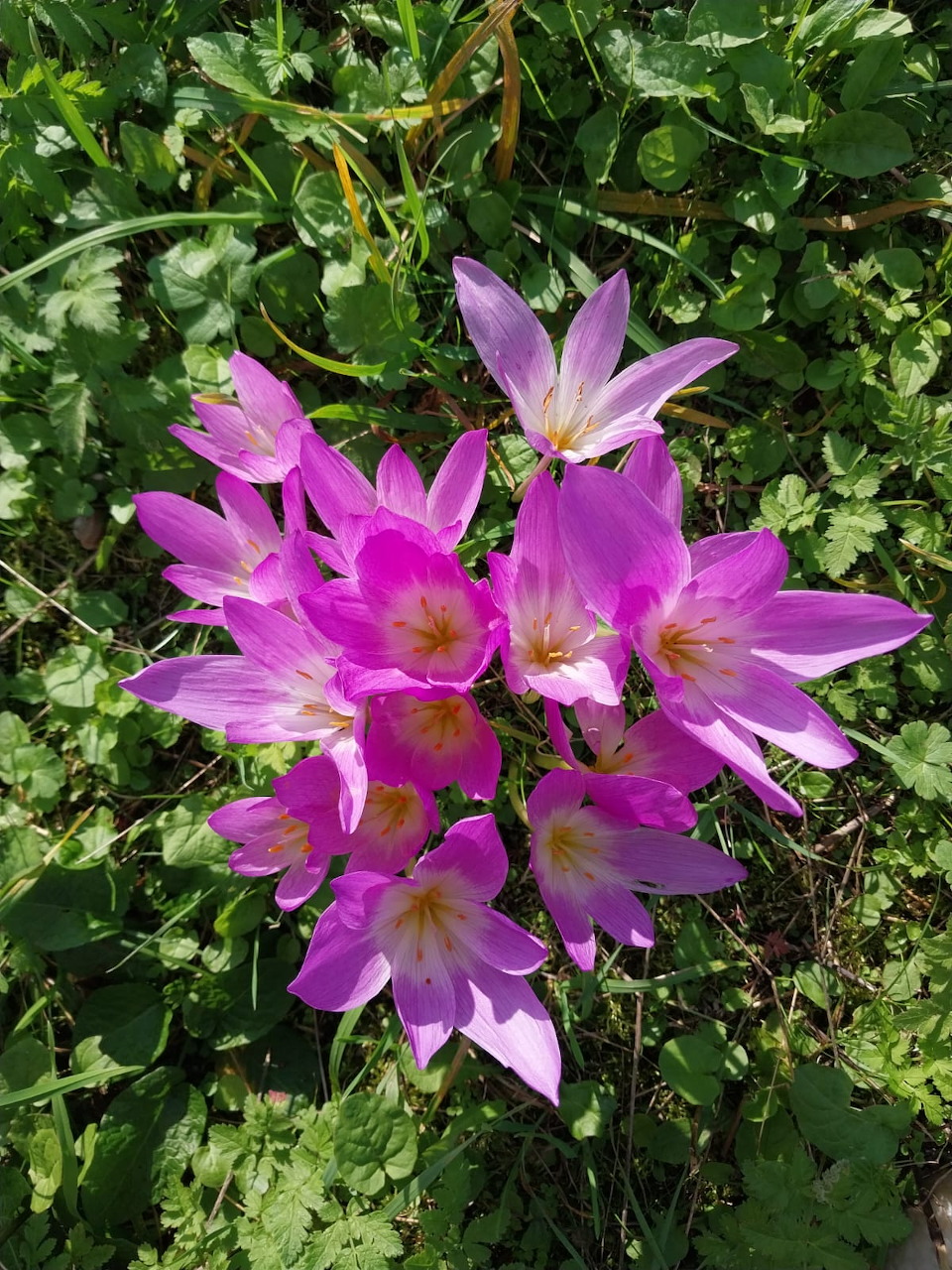 Cluster of bright pink wildflowers blooming among green clover leaves on the ground