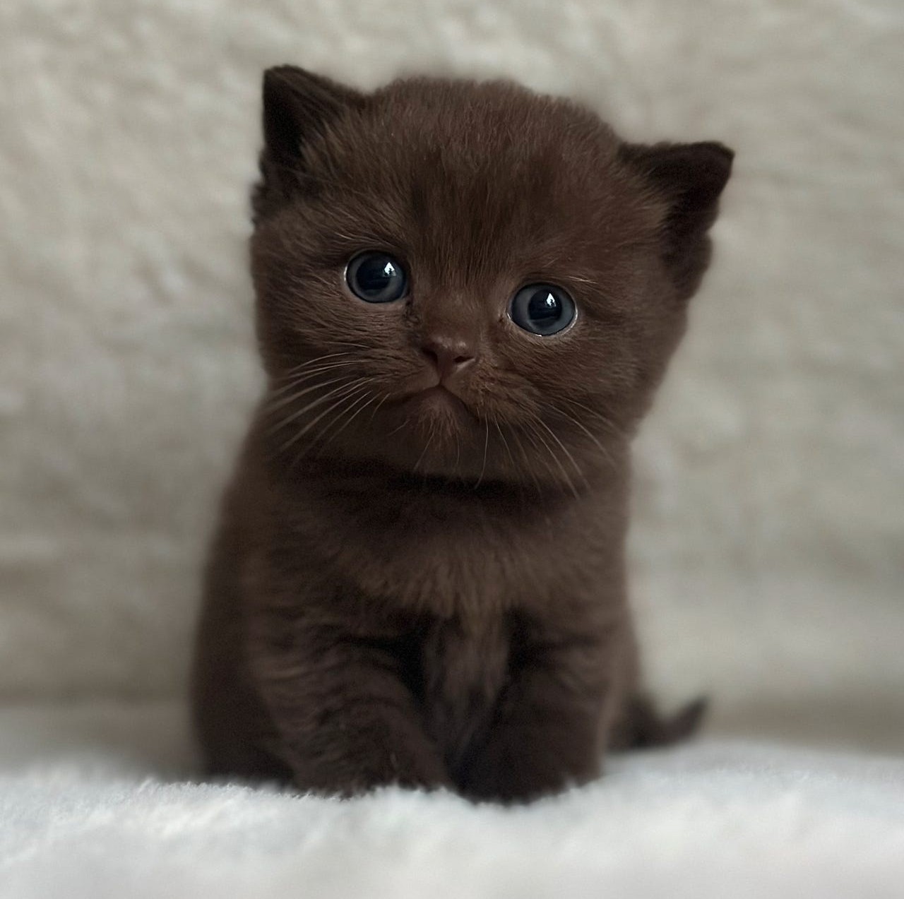 Small brown kitten with large blue eyes on white blanket