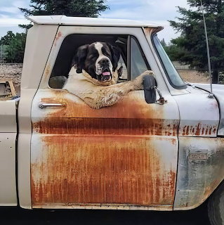 St. Bernard in Old Truck