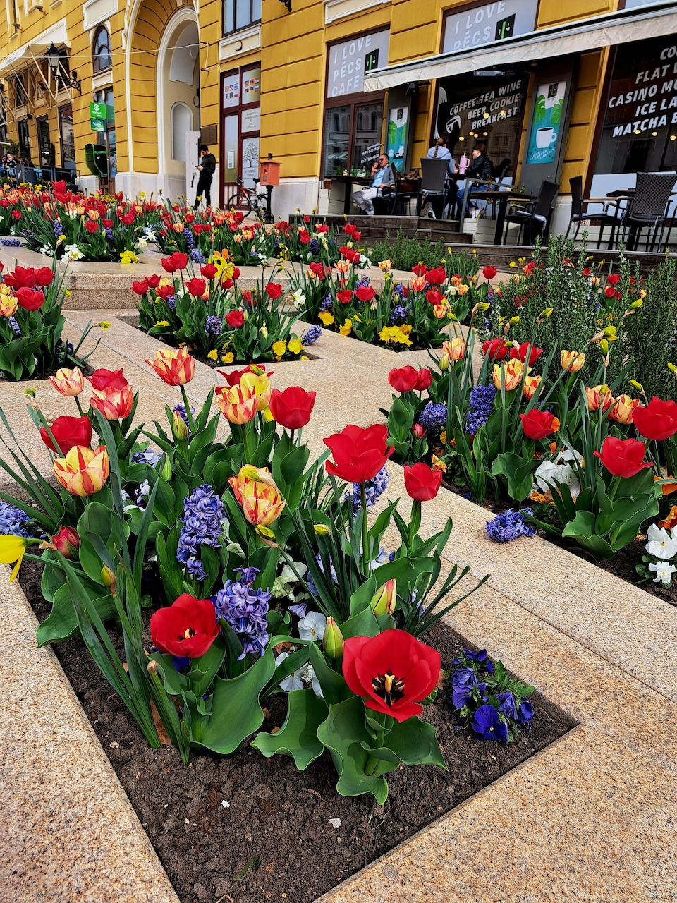 Colorful tulips planted in flower beds along a paved city square with yellow buildings behind