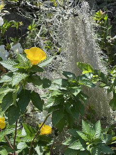 Yellow flowers with green leaves and draping Spanish moss in natural lighting