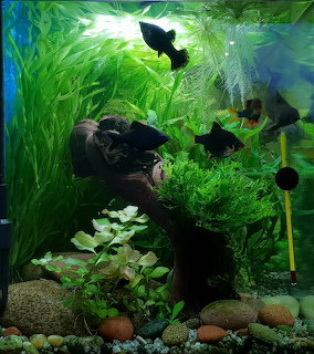 Freshwater aquarium with black angelfish, green aquatic plants, driftwood, and gravel substrate