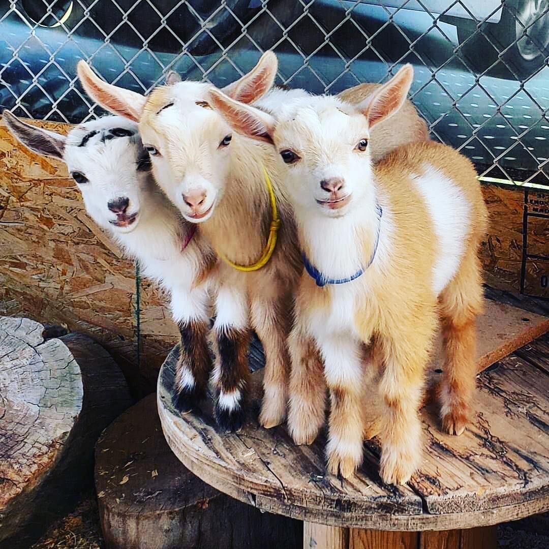 Three young goats standing close together on a wooden spool in a fenced farm pen