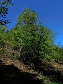 Birch trees with bright green spring leaves on a steep hillside against a clear blue sky