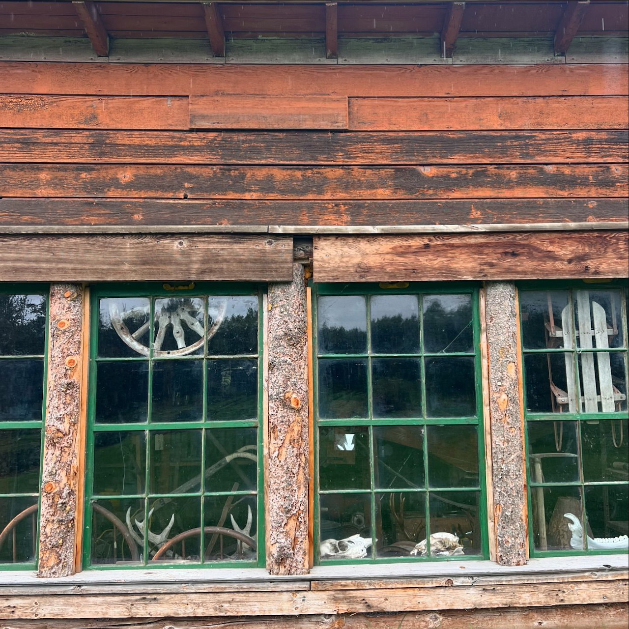 Three green windows on weathered orange barn wall with antlers and animal skulls displayed inside