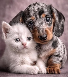 A dappled dachshund puppy and white kitten sitting closely together, both looking at the camera with large expressive eyes