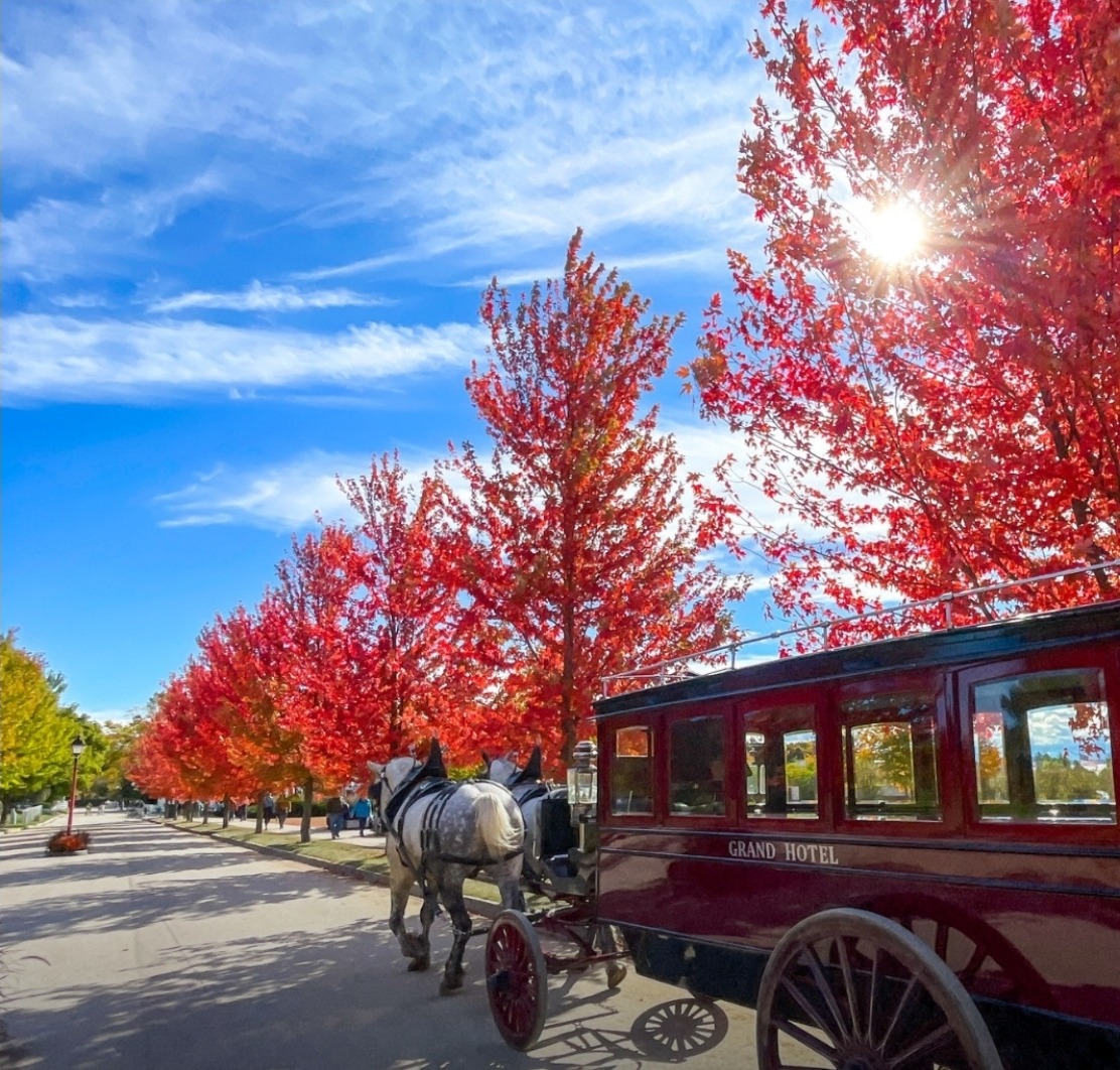 Horse Carriage Autumn Avenue