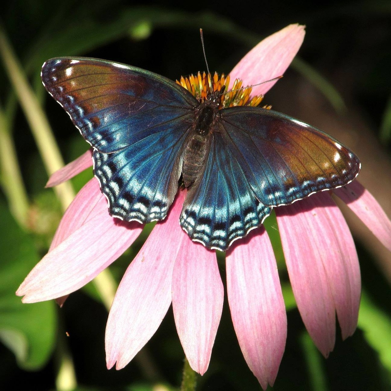 Blue Butterfly on Pink Coneflower