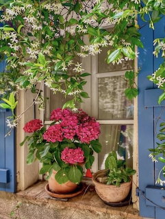 Pink Hydrangeas Blue Shuters