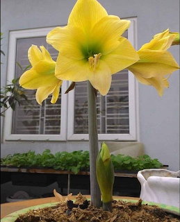 Yellow hippeastrum flowers in a pot on a table with a window behind