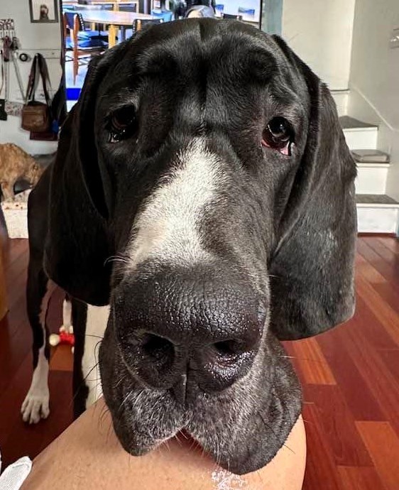 Black Great Dane Close-Up