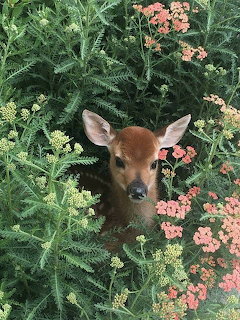 Young deer peeking through green foliage and pink wildflowers