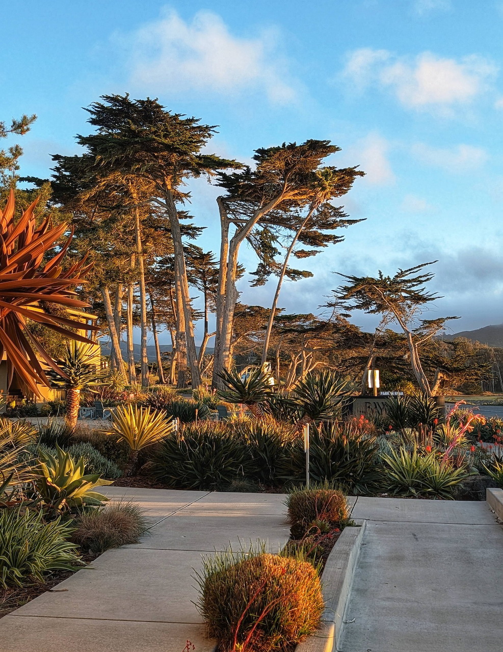 Cypress Trees Coastal Garden
