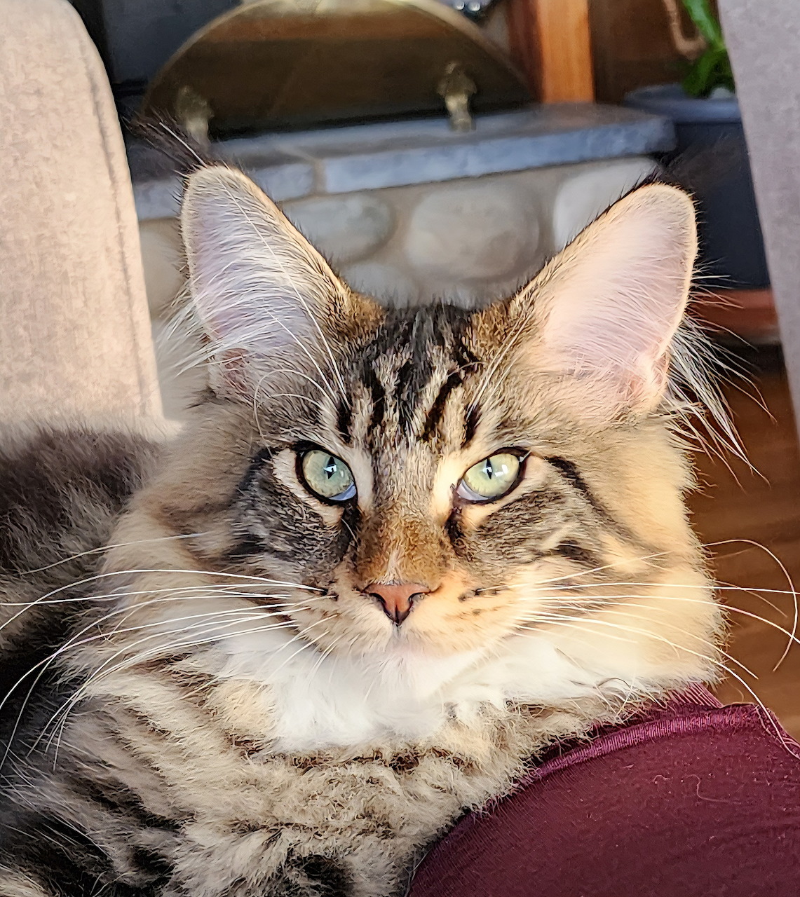 Close-up of a fluffy Maine Coon kitten with tufted ears and green eyes resting indoors