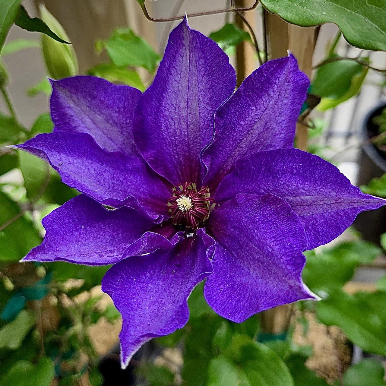 Purple Clematis Flower