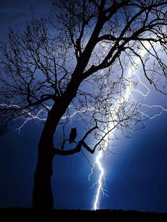 Owl silhouette in bare tree with lightning bolt striking through dark blue stormy sky