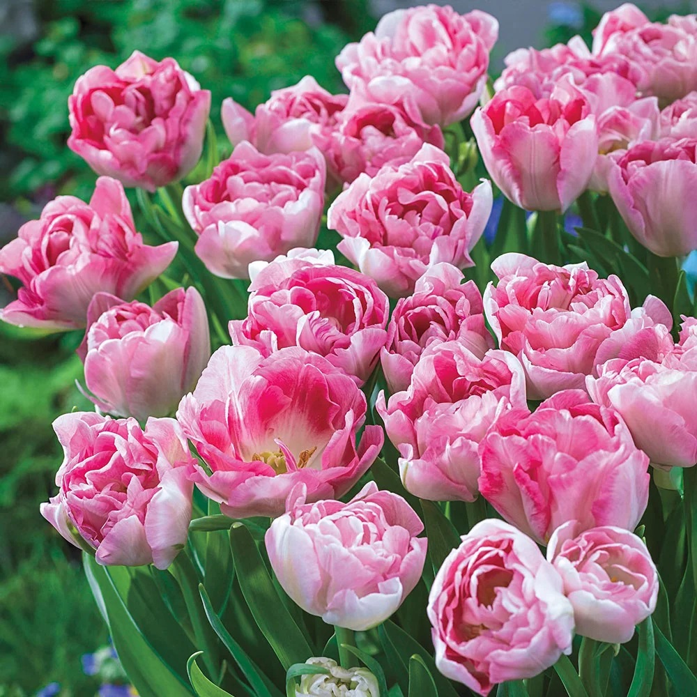 Pink double peony tulips blooming in garden with green leaves