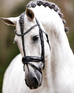 Close-up portrait of white horse with black bridle and braided mane